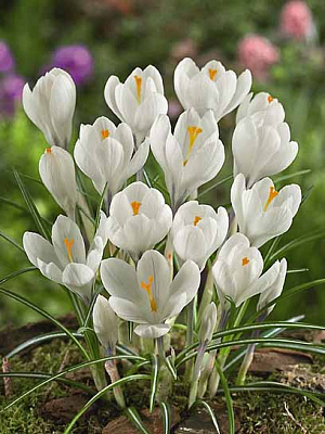 Клубнелуковица крокуса крупноцветкового Жанна д'Арк 4 шт. 