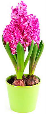 Рослина кімнатна Гіацинт мікс (2 сорт) 7х15 см