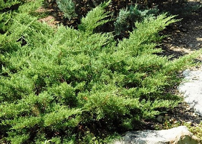 Рослина Ялівець середній Коспакта С3 D20-25