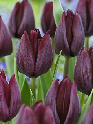 Цибулина TUBERBULB Export B.V. тюльпана тріумф Роналдо 3 шт.