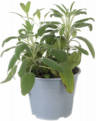 Рослина Пряні трави мікс d14/25 см