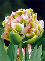 Луковица тюльпана махрового позднего Дабл Вири 3 шт. 