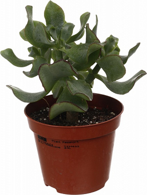 Растение Крассула микс МорЛипс 9/15