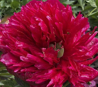 Корневище Яскрава Пион травянистый высокий Many Happy Returns 1 шт.