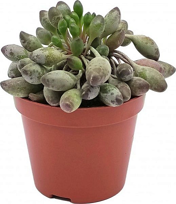 Растение Андромискус d8,5 h13