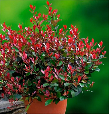 Растение Фотиния Фразера Литтл Ред Робин d17/h30