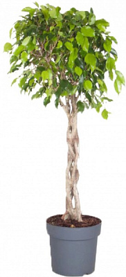 Растение Фикус benj. Exotica коса ствол 35/140