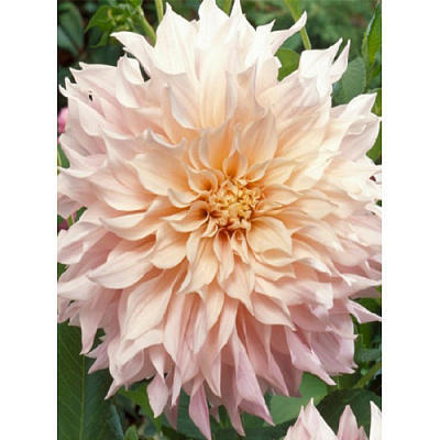 Коренебульба Жоржина високоросла Cafe Au Lait 1 шт. Яскрава