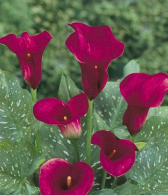 Луковица Яскрава Калла Majestic Red 1 шт. 