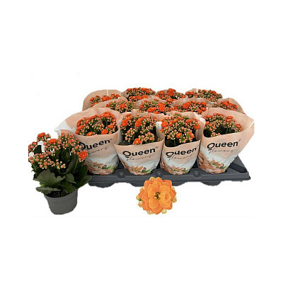 Растение Каланхое каландива 10х25 оранжевое (Queen)