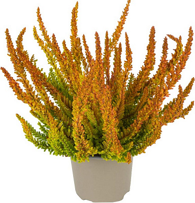 Растение Вереск каллуна желтая Зое d12/h25