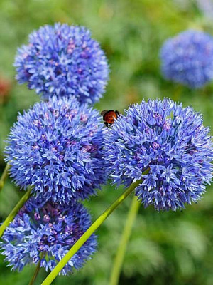 Луковица лука декоративного голубого 5 шт. 