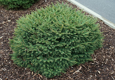 Растение Ель/ Picea omorica Karel С5, D 20-30