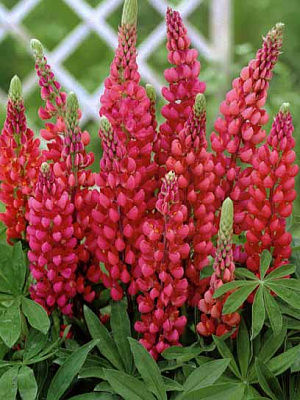 Корневище люпина Май Кастл 1 шт. 