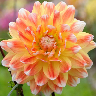 Корнеклубень Яскрава Георгина высокорослая Peaches and Cream 