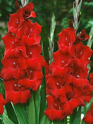 Клубнелуковица гладиолуса Оскар 5 шт. 