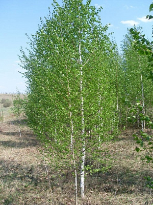 Растение Береза С15
