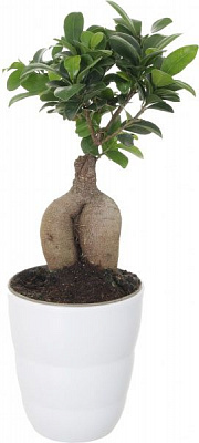 Растение комнатное Фикус Гинсенг в цветных горшках 14x40 см