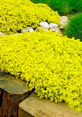 Растение Роза каменная (Седум) / Sedum Р9