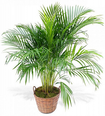Рослина кімнатна Пальма Арека 12/50