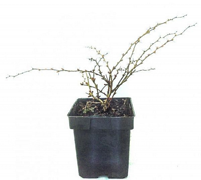 Саженец MegaPlant Барбарис Тунберга Red Carpet С2 15-25 см