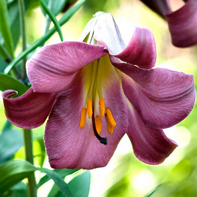 Цибулина Лілія LO гібрид Pink Perfection 1 шт. Яскрава