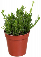 Растение Рипсалис 5х10 см