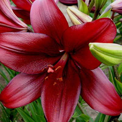 Луковица Яскрава Лилия LA гибрид California 