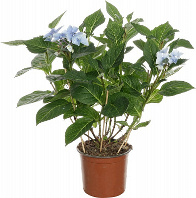 Растение комнатное Гидрангия 15/55 микс (bl)