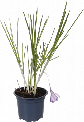 Растение комнатное Крокус микс 9/10