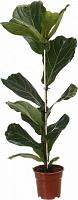 Растение Фикус Лира d17/h75