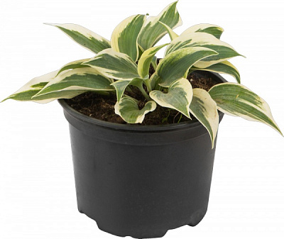 Рослина Хоста Yellow River С3