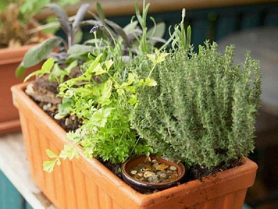 Растение Пряные травы микс 10х20 см