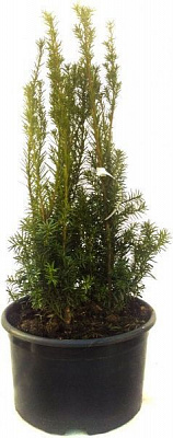 Саджанець MegaPlant Тис середній Hicksii С12 70-90