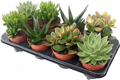 Суккулент 09/20