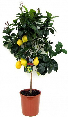 Растение цитрус лимон на штамбе 35 см