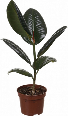 Растение комнатное Фикус elastica Робуста 12/35