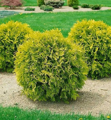 Рослина Туя західна / Thuja occidentalis Mirijam, С10 Pa 80-100