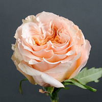 Рослина Троянда Shimmer 60