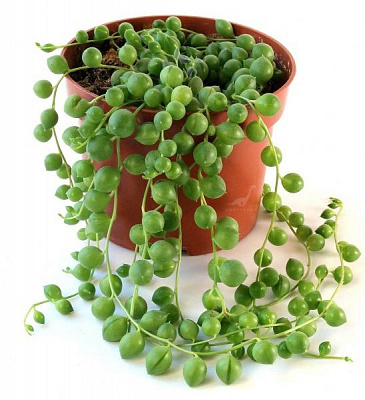 Растение Сенецио 11/15