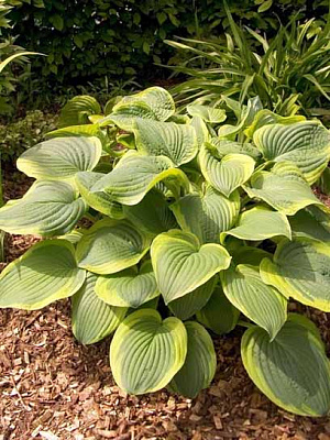 Корневище Heemskerk Vasteplanten B.V. хосты Абиква Мунбим 1 шт. 