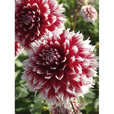 Корнеклубень Георгина Red and White Fubuki 1 шт. Яскрава