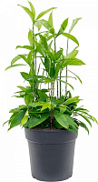 Растение Драцена Surculosa 13x70 см