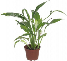 Растение Спатифилум 9х30 см