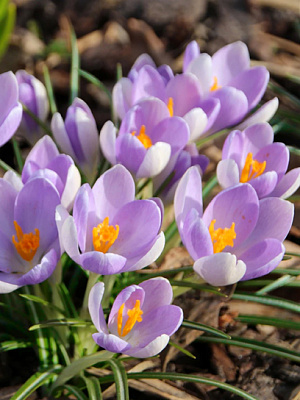 Бульбоцибулина крокуса ботанічного Лайлек Б'юті 5 шт. TUBERBULB Export B.V.