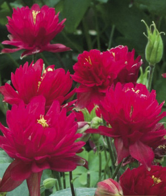 Кореневище Яскрава Аквілегія Ruby Port 1 шт.