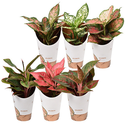 Рослина Аглаонема 12х30 мікс