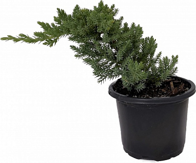 Рослина Ялівець лежачий / Juniperus procumbens Nana С10 Ра