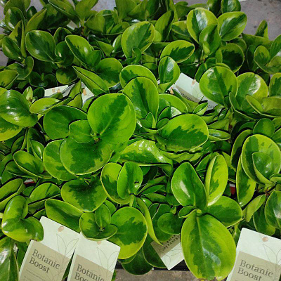 Растение Пеперомия 12х15 Green Gold