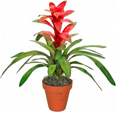 Растение Гузмания Минор 9/20 